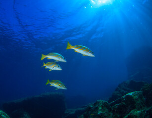 Obraz premium Four sweet-lipped fish with yellow tones and horizontal stripes swim happily along the seabed.