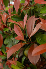 Obraz premium Bright Green and Red Leaves Grow on a Shrub in a Garden During Daytime