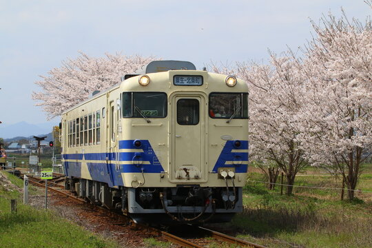 レトロな気動車キハ40形と満開の桜