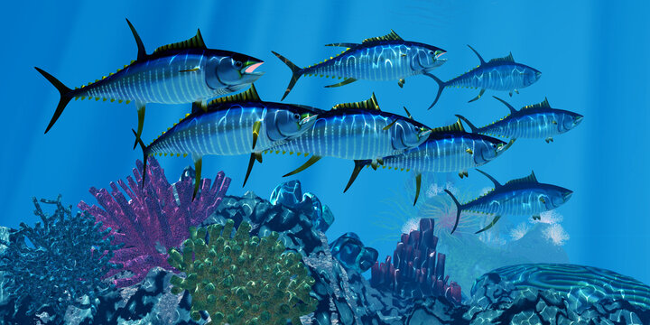 Yellowfin Tuna over Reef - The Yellowfin Tuna is a predatory saltwater fish that lives in oceans around the world.
