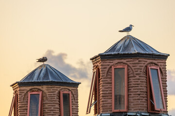 Seagull perched on historic rooftop turret at sunset in Istanbul © ZMD-Design