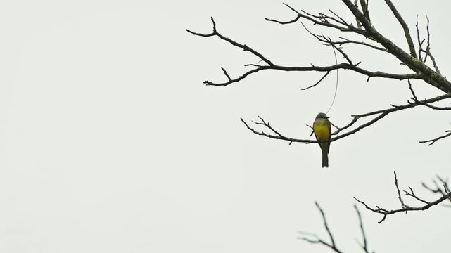 Songbird perches on leafless branches