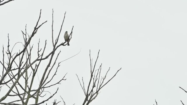 Bird taking flight on leafless branches