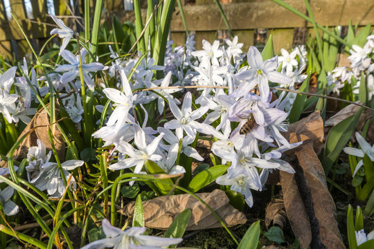 Mischtschenko-Blaustern (Scilla mischtschenkoana)
