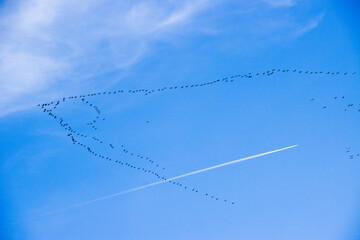 Obraz premium Kranich (Grus grus)