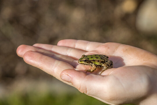 Teichfrosch (Pelophylax esculentus)