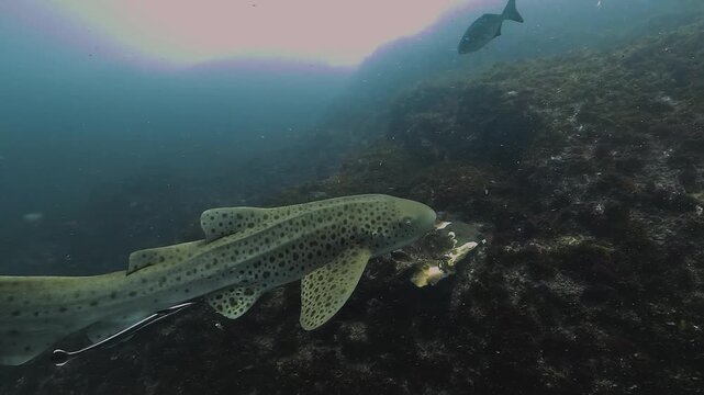 Leopard shark &ndash; Stegostoma tigrinum &ndash; swims gracefully above rocky reef at Julian Rocks, Byron Bay, Australia. This patterned coastal shark cruises calmly in clear temperate waters.
