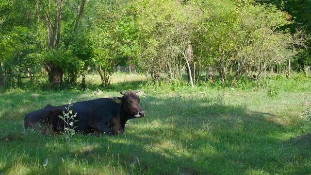 Black angus cow relaxing and chewing cud in green pasture. Single black angus cow with horns resting in a lush green meadow on a sunny summer day, peacefully lying down in the shade of a tree