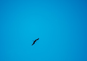 Obraz premium Silhouette of a frigatebird flying in a clear blue sky in the Galápagos Islands, Ecuador. Minimalist composition with large copy space. Concept of freedom, travel, solitude and open sky.