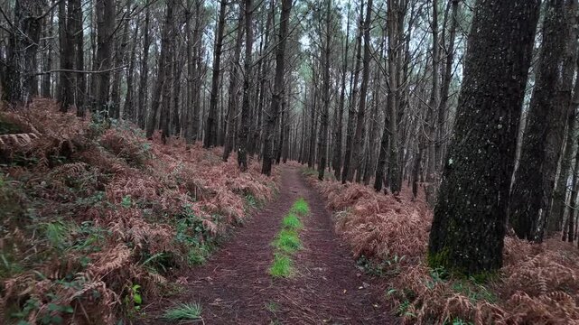 Personal perspective walking on a forest path
