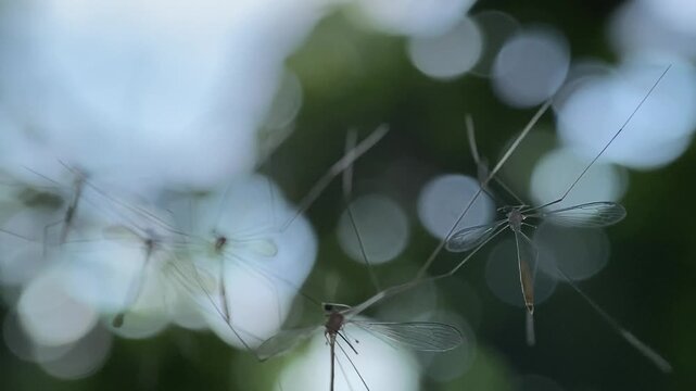 Crane Flies Cluster Hanging in a Line Against Bokeh Garden Macro
