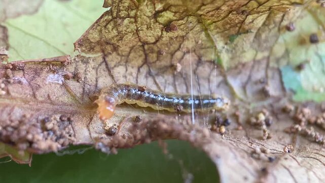 Leafroller Caterpillar Stretching Silk Strands to Roll Leaves into Shelter