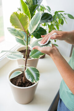 Woman tending indoor ficus variegated plant near window, dusting and moisturizing leaves. Caring for plant health. Indoor gardening