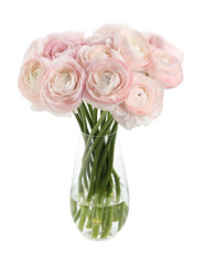 Obraz premium Beautiful ranunculus flowers in glass vase isolated on white