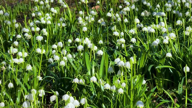 Spring Snowflake flowers (Leucojum vernum) blooming in sunny green meadow