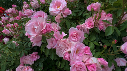 Obraz premium Photo of beautiful pink rose flowers in nature in sunny botanical garden. Buds of flowering plants.