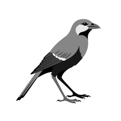 Obraz premium Minimalist gray bird illustration on white background, vector graphic