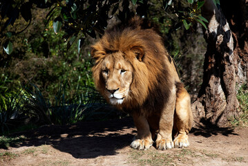 Obraz premium African Lion (Panthera Leo)