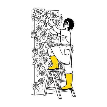 Hand drawn style illustration of woman pruning roses on garden trellis from a ladder
