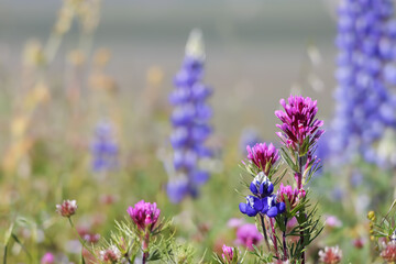 Obraz premium Wildflower meadow blooming with colorful lupine and paintbrush in California