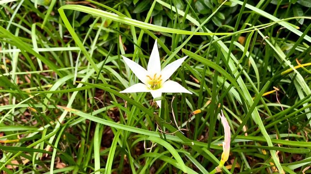 Zephyranthes (Fairy lily or rainflower or zephyr lily) with green leaves on background. Parts of Zephyranthes, such as bulbs and leaves, are used in traditional medicine.