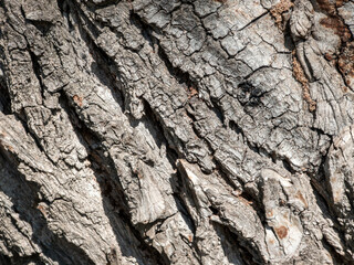 Obraz premium Close up texture of rough gray tree bark with deep cracks and fissures in sunlight