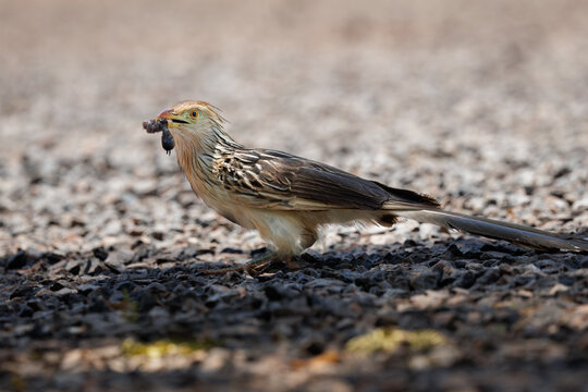 Guira cuckoo (Guira guira) standing on gravel ground holding an insect prey, possibly a spider, in its beak in the Pantanal region of Brazil.