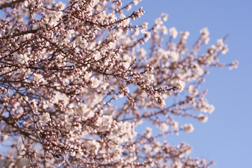Fototapeta premium Soft Almond Blossom Branches with Blue Sky and Dreamy Spring Bokeh