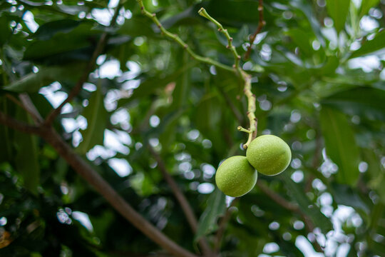 Green Bintaro Fruits (Cerbera Manghas) Hanging on a Tree Branch near a Rice Field in Yogyakarta Indonesia