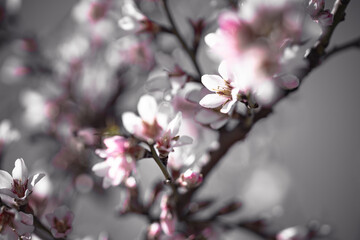 Naklejka premium Almond blossoms with selective color on grayscale background