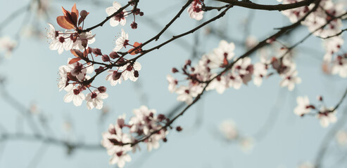 Spring Blossom Branches with Red Buds on Soft Blue Sky