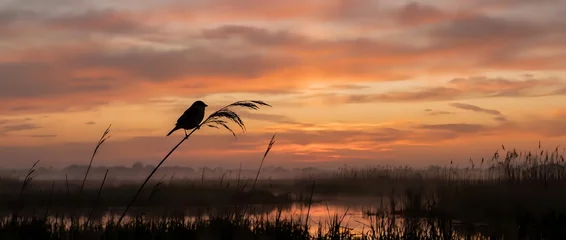 Fototapete Reflection Bird silhouette perched on reed against dramatic sunset sky over wetland marsh. Peaceful nature scene with warm orange and pink clouds reflected in water.  © Yuliia