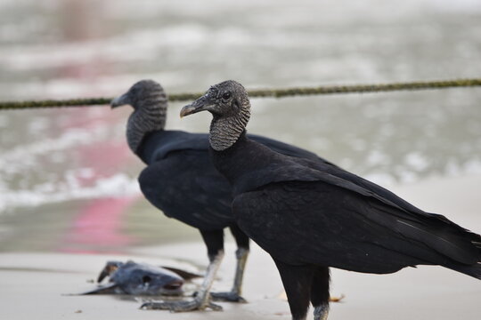 Two Corbeaux or Corbeau or American Black Vultures (Coragyps atratus), on the sandy seashore of the Maracas Bay, Trinidad and Tobago.
