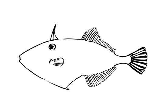 Kibire Kawahagi (Thread-sail Filefish) &ndash; Vector Line Art Illustration