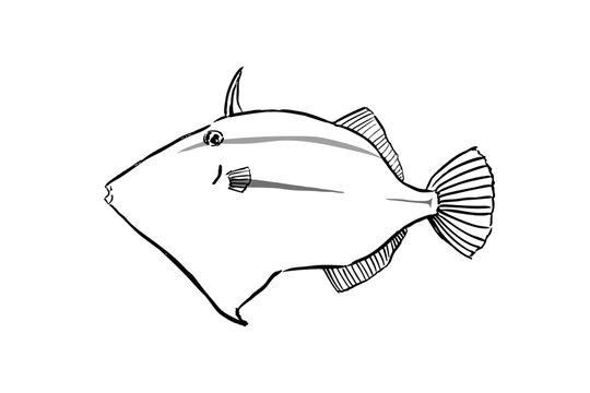 Yosogi (Japanese Filefish) &ndash; Vector Line Art Illustration