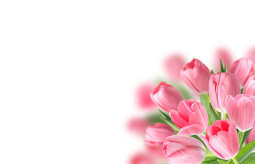 Naklejka premium Pink tulips on white background. Many spring flowers