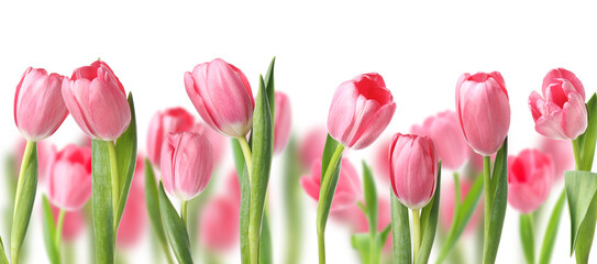 Fototapeta premium Pink tulips on white background. Many spring flowers