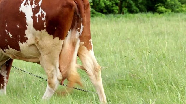 Cow udder close-up.Cow brown walking slowly on grass rear view.