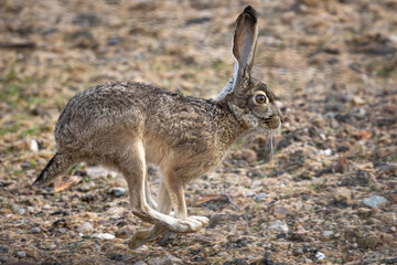 Very close view of a black-tailed jackrabbit running, seen in the wild In North California  © ranchorunner