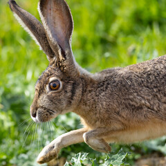 Very close view of a black-tailed jackrabbit running, seen in the wild In North California  © ranchorunner