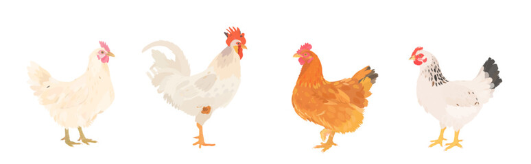 Fototapeta premium Cute cartoon farm Birds collection. Vector hand drawn illustrations of Chicken, Hen and Rooster isolated on white background. Set of poultry icon clip art.