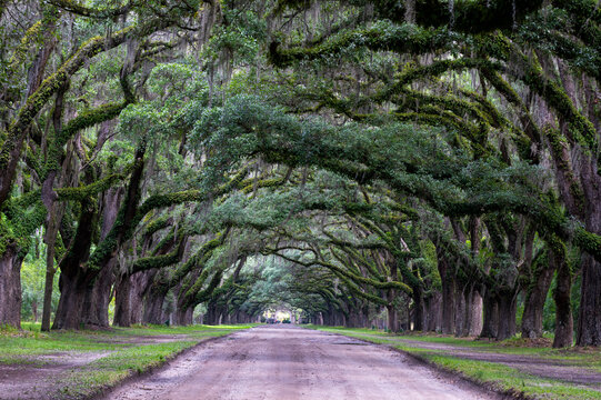road in the park