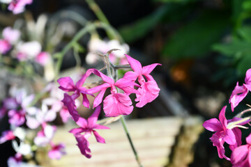 カランテ「マイコ」　Calanthe 'Maiko'