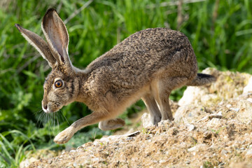 Very close view of a black-tailed jackrabbit running, seen in the wild In North California  © ranchorunner