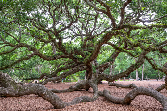 angel tree