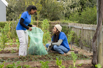 African American volunteers wearing blue shirts holding green bag, tending raised beds in garden © wavebreak3