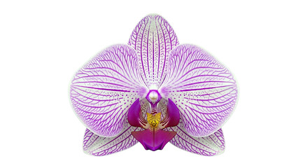 Phalaenopsis Orchid Bloom with Purple Stripes