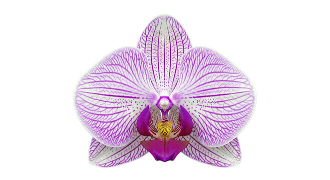 Phalaenopsis Orchid Bloom with Purple Stripes