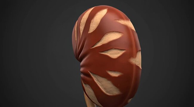 Human Kidney Anatomy Realistic 3D Side View Medical Illustration