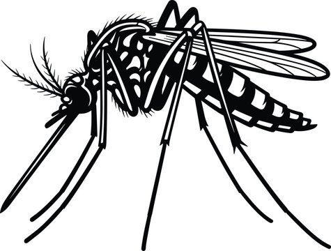 Mosquito Insect Silhouette Detailed Vector Illustration Flying Pest Isolated on White Background